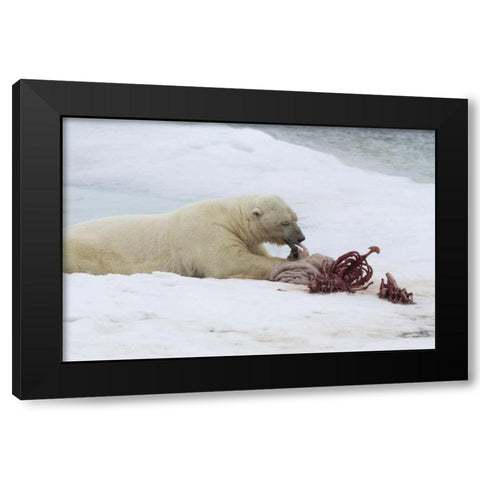 Norway, Svalbard Polar bear eating seal carcass Black Modern Wood Framed Art Print by Young, Bill