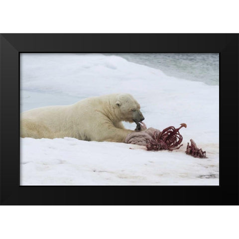 Norway, Svalbard Polar bear eating seal carcass Black Modern Wood Framed Art Print by Young, Bill