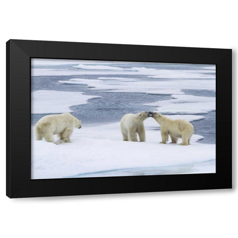 Norway, Svalbard Two polar bears on sea ice Black Modern Wood Framed Art Print with Double Matting by Young, Bill