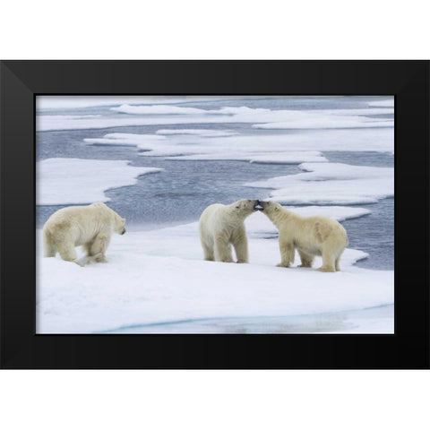 Norway, Svalbard Two polar bears on sea ice Black Modern Wood Framed Art Print by Young, Bill