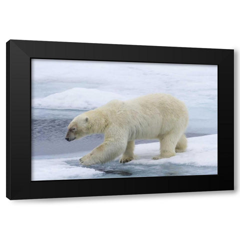 Norway, Svalbard Polar bear on sea ice Black Modern Wood Framed Art Print by Young, Bill
