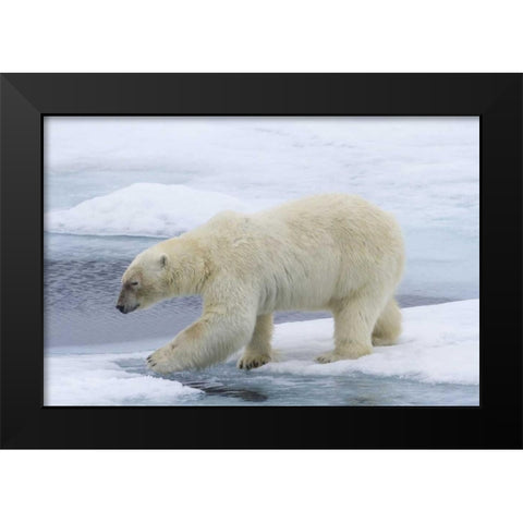 Norway, Svalbard Polar bear on sea ice Black Modern Wood Framed Art Print by Young, Bill