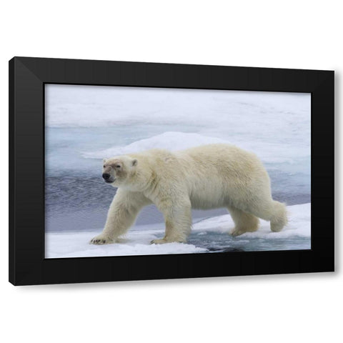 Norway, Svalbard Polar bear on sea ice Black Modern Wood Framed Art Print by Young, Bill