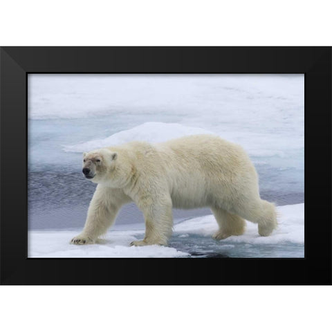 Norway, Svalbard Polar bear on sea ice Black Modern Wood Framed Art Print by Young, Bill