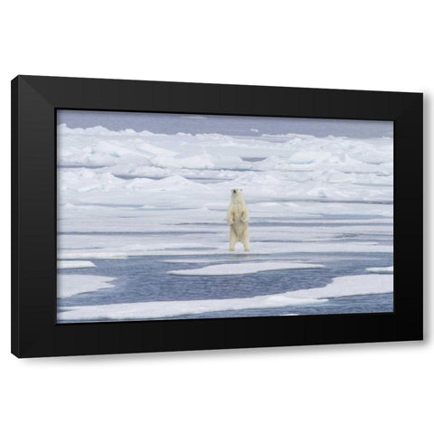 Norway, Svalbard Polar bear on sea ice Black Modern Wood Framed Art Print by Young, Bill