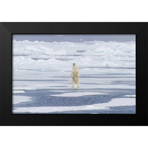 Norway, Svalbard Polar bear on sea ice Black Modern Wood Framed Art Print by Young, Bill