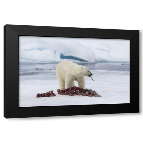 Norway, Svalbard Polar bear eating seal carcass Black Modern Wood Framed Art Print with Double Matting by Young, Bill