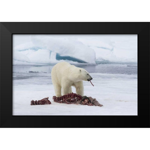 Norway, Svalbard Polar bear eating seal carcass Black Modern Wood Framed Art Print by Young, Bill