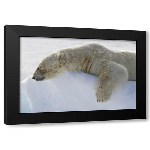 Norway, Svalbard Polar bear asleep on ice ridge Black Modern Wood Framed Art Print by Young, Bill