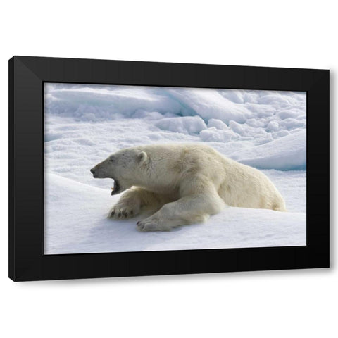 Norway, Svalbard Yawning polar bear on sea ice Black Modern Wood Framed Art Print by Young, Bill
