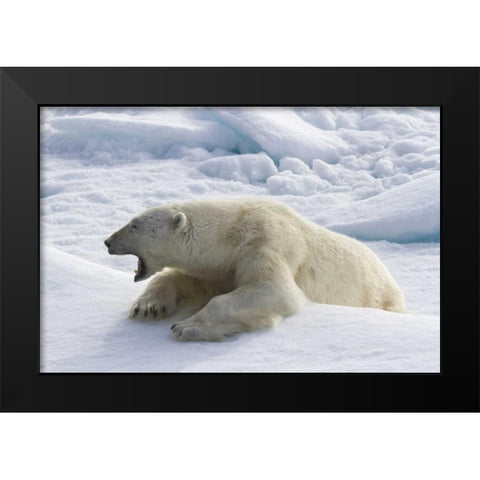 Norway, Svalbard Yawning polar bear on sea ice Black Modern Wood Framed Art Print by Young, Bill