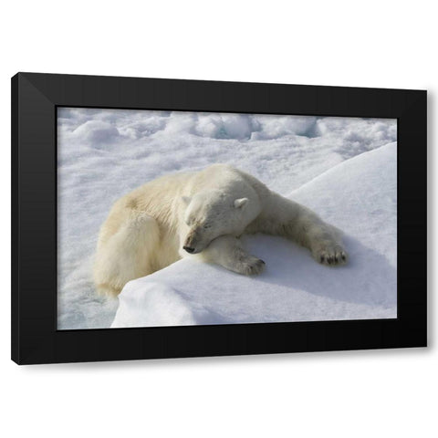 Norway, Svalbard Polar bear asleep on ice ridge Black Modern Wood Framed Art Print with Double Matting by Young, Bill