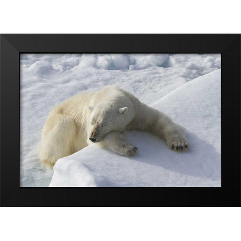 Norway, Svalbard Polar bear asleep on ice ridge Black Modern Wood Framed Art Print by Young, Bill