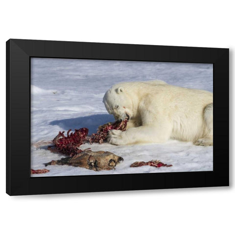 Norway, Svalbard Polar bear eating seal carcass Black Modern Wood Framed Art Print by Young, Bill