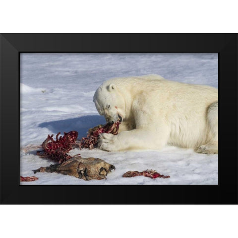 Norway, Svalbard Polar bear eating seal carcass Black Modern Wood Framed Art Print by Young, Bill