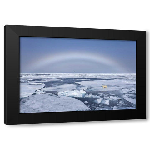 Norway, Svalbard Polar bear on broken sea ice Black Modern Wood Framed Art Print with Double Matting by Young, Bill