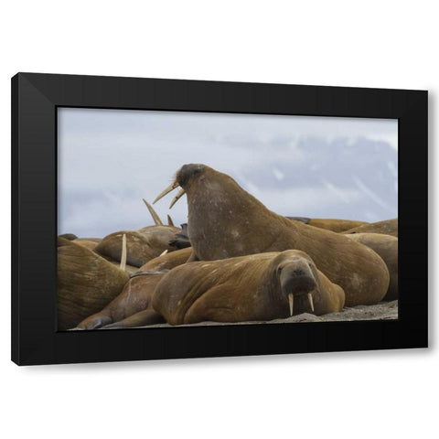 Norway, Svalbard, Torellneset Walruses resting Black Modern Wood Framed Art Print by Young, Bill