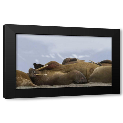 Norway, Svalbard, Torellneset Walruses resting Black Modern Wood Framed Art Print with Double Matting by Young, Bill