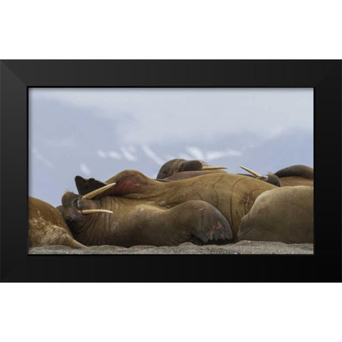 Norway, Svalbard, Torellneset Walruses resting Black Modern Wood Framed Art Print by Young, Bill