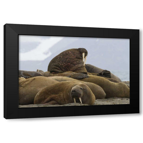 Norway, Prins Karls Forland Walruses resting Black Modern Wood Framed Art Print by Young, Bill
