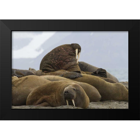 Norway, Prins Karls Forland Walruses resting Black Modern Wood Framed Art Print by Young, Bill