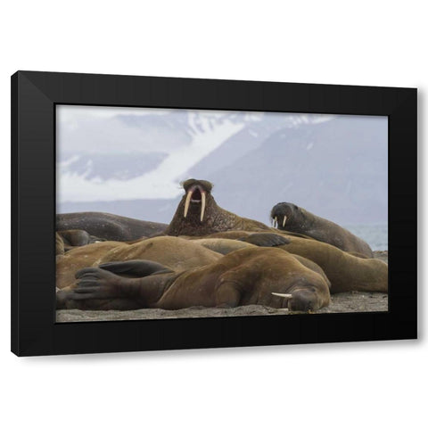 Norway, Svalbard Group of walruses resting Black Modern Wood Framed Art Print with Double Matting by Young, Bill