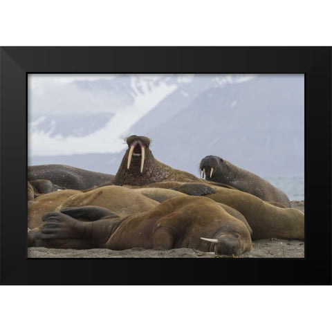 Norway, Svalbard Group of walruses resting Black Modern Wood Framed Art Print by Young, Bill