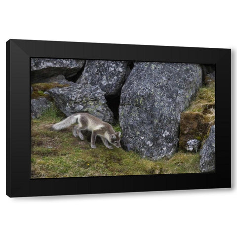 Norway, Svalbard, Prins Karls Forland Black Modern Wood Framed Art Print by Young, Bill