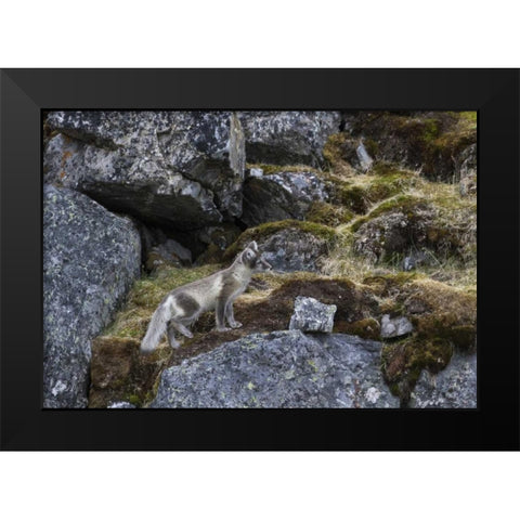 Norway, Svalbard, Prins Karls Forland Black Modern Wood Framed Art Print by Young, Bill