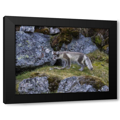Norway, Svalbard, Prins Karls Forland Black Modern Wood Framed Art Print with Double Matting by Young, Bill