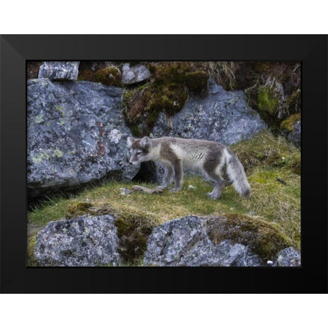 Norway, Svalbard, Prins Karls Forland Black Modern Wood Framed Art Print by Young, Bill