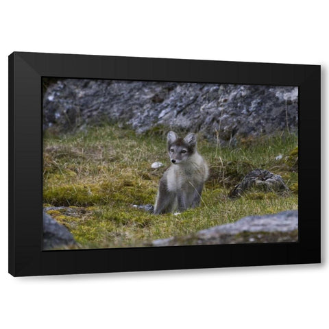 Norway, Svalbard, Prins Karls Forland Black Modern Wood Framed Art Print by Young, Bill