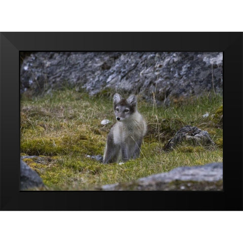 Norway, Svalbard, Prins Karls Forland Black Modern Wood Framed Art Print by Young, Bill