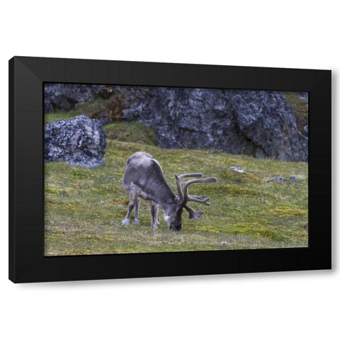 Norway, Prins Karls Forland Reindeer grazing Black Modern Wood Framed Art Print by Young, Bill