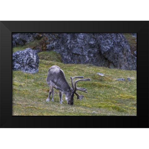 Norway, Prins Karls Forland Reindeer grazing Black Modern Wood Framed Art Print by Young, Bill