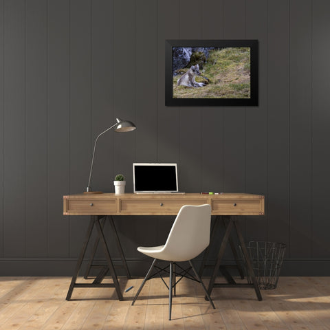 Norway, Svalbard, Prins Karls Forland Black Modern Wood Framed Art Print by Young, Bill