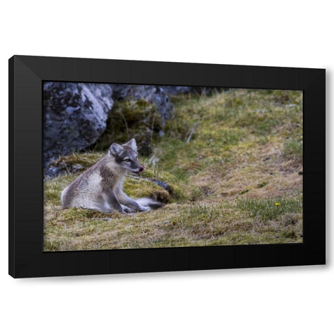 Norway, Svalbard, Prins Karls Forland Black Modern Wood Framed Art Print with Double Matting by Young, Bill