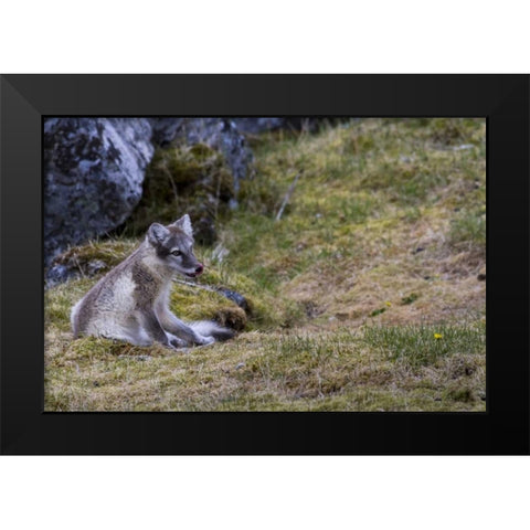 Norway, Svalbard, Prins Karls Forland Black Modern Wood Framed Art Print by Young, Bill