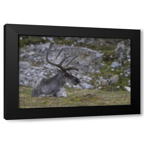 Norway, Prins Karls Forland Reindeer grazing Black Modern Wood Framed Art Print with Double Matting by Young, Bill