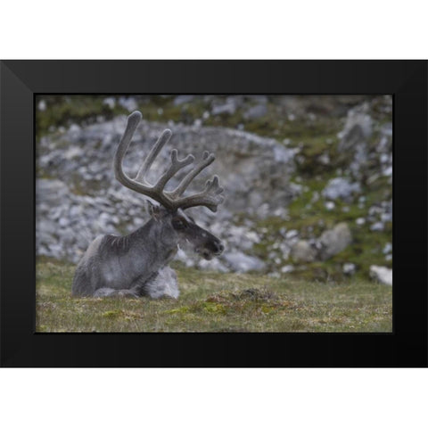 Norway, Prins Karls Forland Reindeer grazing Black Modern Wood Framed Art Print by Young, Bill