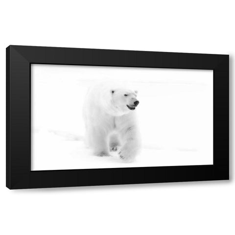 Norway, Svalbard Walking polar bear Black Modern Wood Framed Art Print with Double Matting by Young, Bill