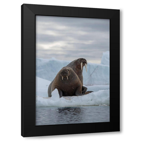 Norway-Svalbard-Nordaustlandet-Austfonna Walrus on ice Black Modern Wood Framed Art Print with Double Matting by Hopkins, Cindy Miller