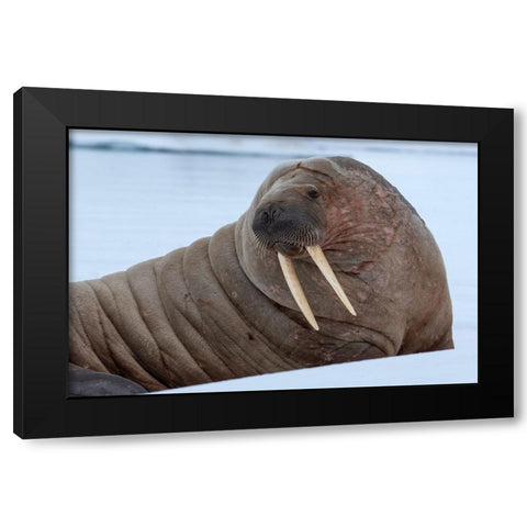 Norway-Svalbard-Nordaustlandet-Austfonna Walrus on ice Black Modern Wood Framed Art Print by Hopkins, Cindy Miller