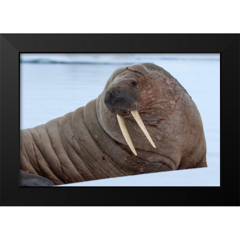 Norway-Svalbard-Nordaustlandet-Austfonna Walrus on ice Black Modern Wood Framed Art Print by Hopkins, Cindy Miller