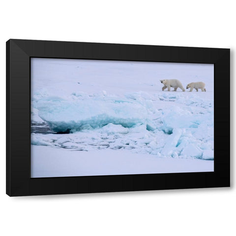 Norway-High Arctic Polar bear mother and cub on sea ice Black Modern Wood Framed Art Print with Double Matting by Hopkins, Cindy Miller