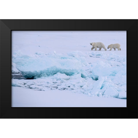 Norway-High Arctic Polar bear mother and cub on sea ice Black Modern Wood Framed Art Print by Hopkins, Cindy Miller