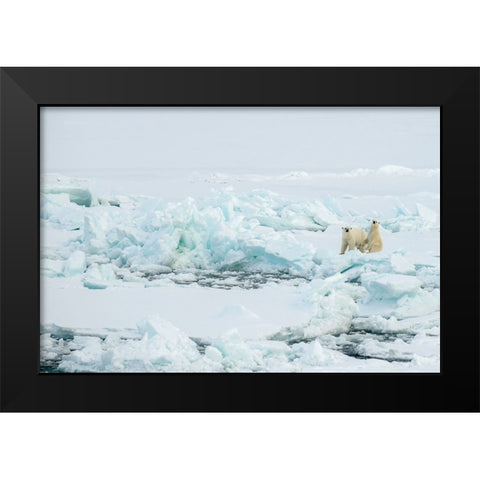 Norway-High Arctic Polar bear mother and cub on sea ice Black Modern Wood Framed Art Print by Hopkins, Cindy Miller