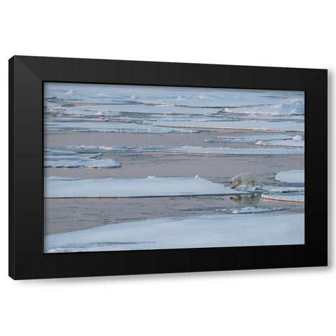 Norway-High Arctic Lone polar bear on sea ice at dusk Black Modern Wood Framed Art Print by Hopkins, Cindy Miller