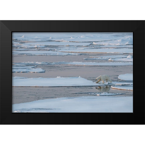 Norway-High Arctic Lone polar bear on sea ice at dusk Black Modern Wood Framed Art Print by Hopkins, Cindy Miller