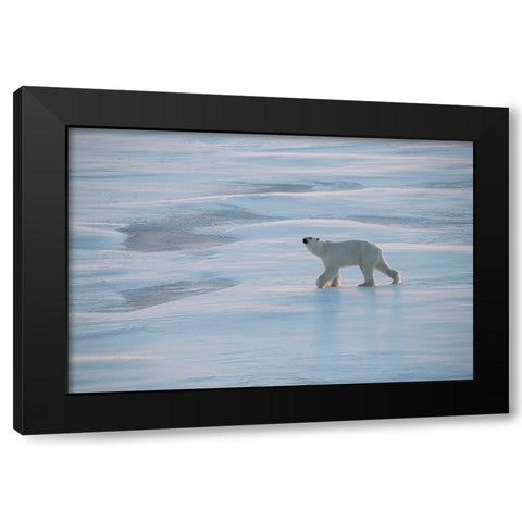 Norway-High Arctic Underweight polar bear on sea ice at dusk Black Modern Wood Framed Art Print by Hopkins, Cindy Miller